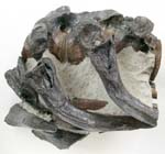 Plesiosaur vertebrae